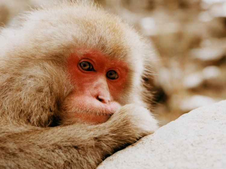 Monkeys were Excluded from Wild and Domestic Categories- बंदरों को वन्य और घरेलू श्रेणियों से किया बाहर । 